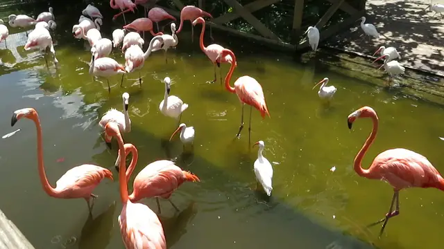 'Video thumbnail for Florida Flamingos'