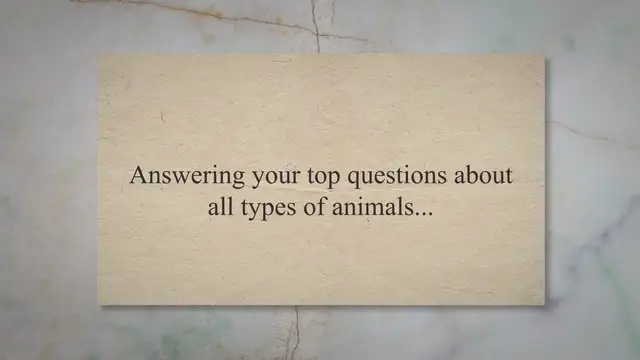 'Video thumbnail for Answering the Top Questions About Animals...'