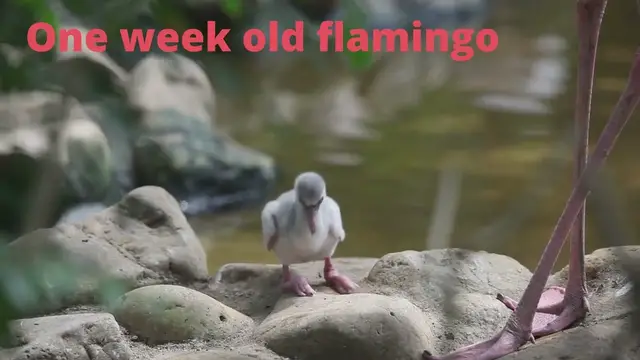 'Video thumbnail for Baby Flamingos growing up'