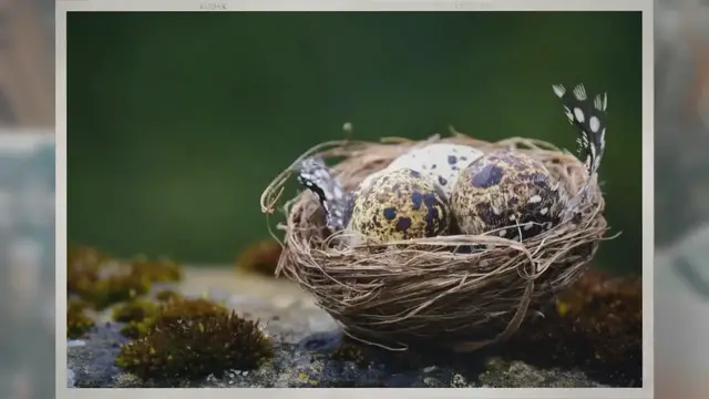 'Video thumbnail for When Do Quail Eggs Hatch?'