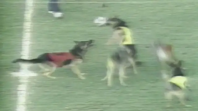 'Video thumbnail for Bob Uecker introduces Dog Soccer on Episode 11 of The Wacky World of Sports'