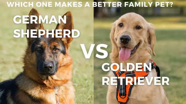 'Video thumbnail for German Shepherd VS Golden Retriever ,Which one Make Better Family Pet?'