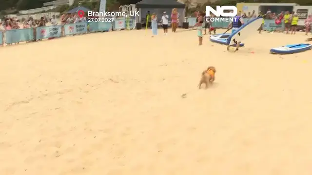 'Video thumbnail for Margo the whippet wins UK Dog Surf Championships'
