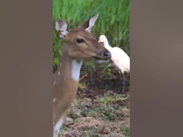 'Video thumbnail for Axis deer #shorts'