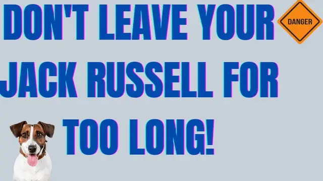'Video thumbnail for How Long Should You Leave A Jack Russell Terrier Home Alone?'