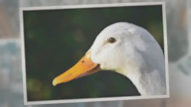 'Video thumbnail for Do Geese Have Teeth on their Tongues?'