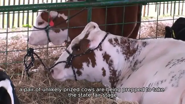 'Video thumbnail for Fake cows ready for milking at U.S. state fairs as bird '