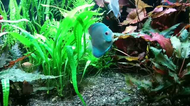 'Video thumbnail for Do Discus Fish Like Planted Tank? Blue Diamond Discus In a Planted Aquarium.'