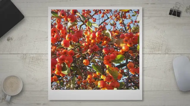'Video thumbnail for What is the Crabapple (FAQs, History, Taste, Cooking)'