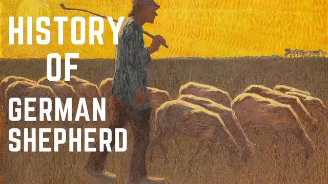 'Video thumbnail for History of a German Shepherd'