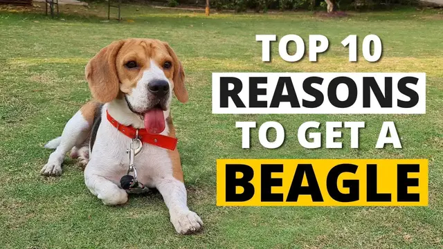 'Video thumbnail for 12 Reasons why you SHOULD get a Beagle'
