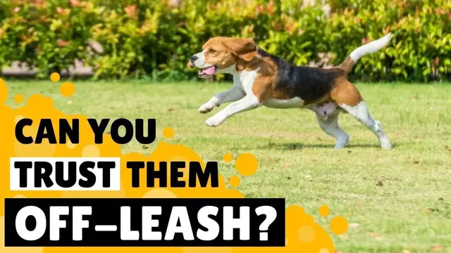 'Video thumbnail for Should you let your Beagle Off Leash?'