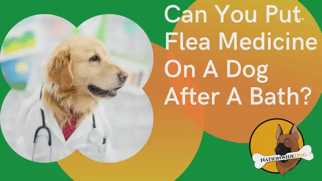 'Video thumbnail for Can You Put Flea Medicine On A Dog After A Bath?'