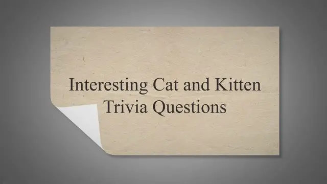 'Video thumbnail for Interesting Cat & Kitten Trivia Questions'