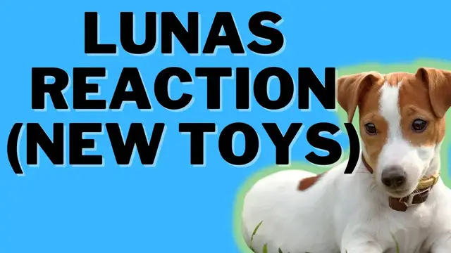 'Video thumbnail for Jack Russell Terrier Trying New Toys (Luna Gets A New Puzzle Feeder) Funny Jack Russell Video'