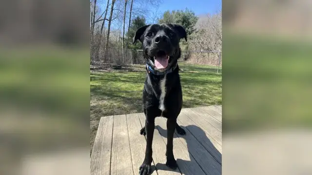 'Video thumbnail for Pet of the Week 04/14/23'
