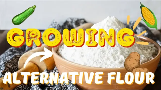 'Video thumbnail for How To Grow Flour Without Wheat. Growing Plants That Will Save You Money On Groceries. 🥐🧁'