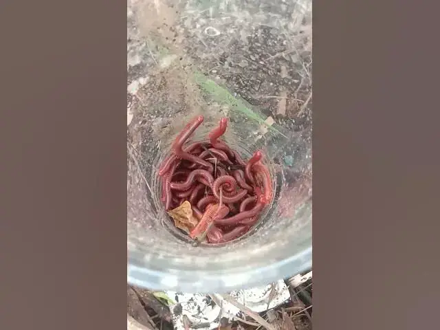 'Video thumbnail for find catch red worn in soil #snail #eatfruit'