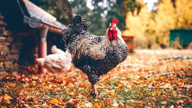 'Video thumbnail for How To Start A Poultry Farm | Requirements For Starting A Poultry Business'