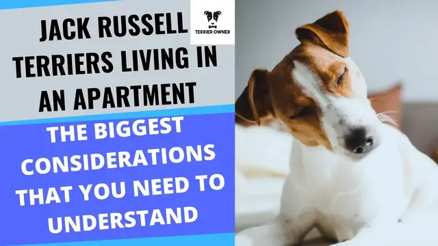 'Video thumbnail for Jack Russell Terriers Living In Apartments'