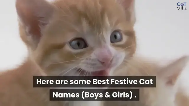 'Video thumbnail for 100 FESTIVE CHRISTMAS CAT NAMES FOR BOYS & GIRLS'