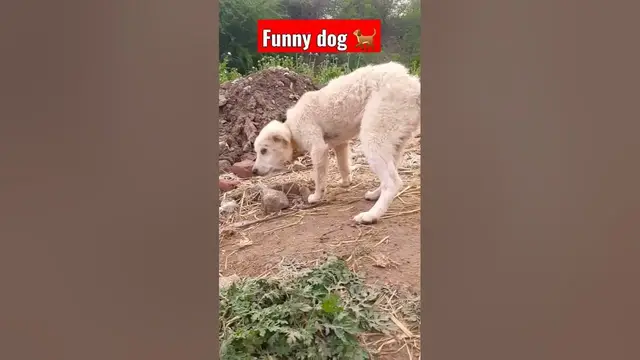 'Video thumbnail for funny dog #dog #dogshorts #shorts'