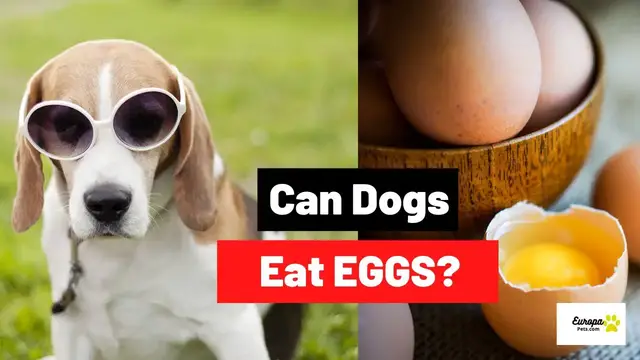 'Video thumbnail for Can Dogs Eat EGGS? - Raw, Cooked or With Shell?'