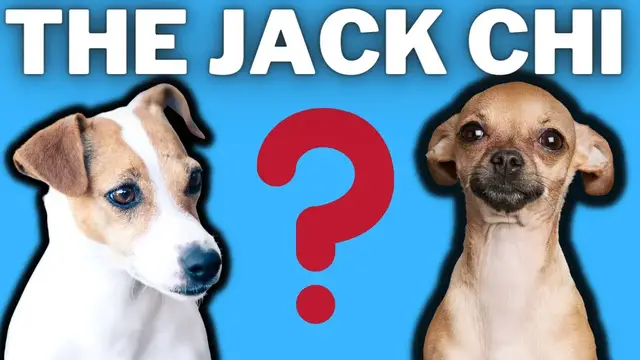 'Video thumbnail for Jack Chi: Jack Russell Terrier Chihuahua Mixed Breed Facts (Chihuahua and Jack Russell Breed Info'