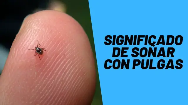 'Video thumbnail for Significado de soñar con pulgas'