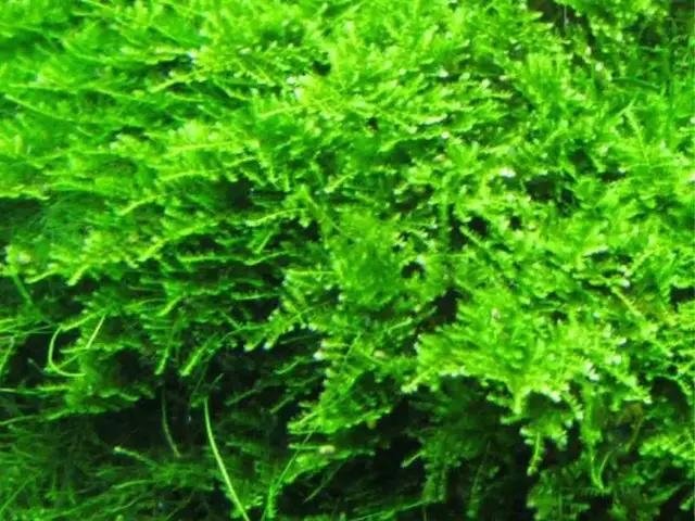 'Video thumbnail for Best Easy Aquarium Plants for Beginners'