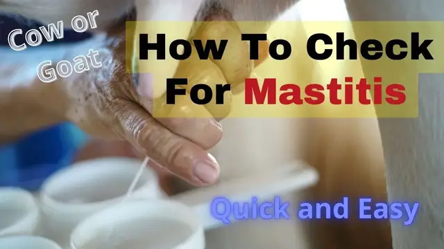 'Video thumbnail for Mastitis Test For Cow Or Goat'