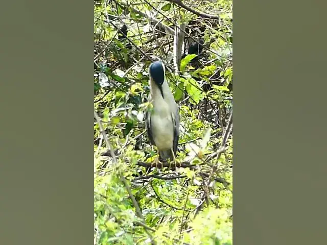 'Video thumbnail for Wow Bird Play #shortsviral #bikelover #birds'