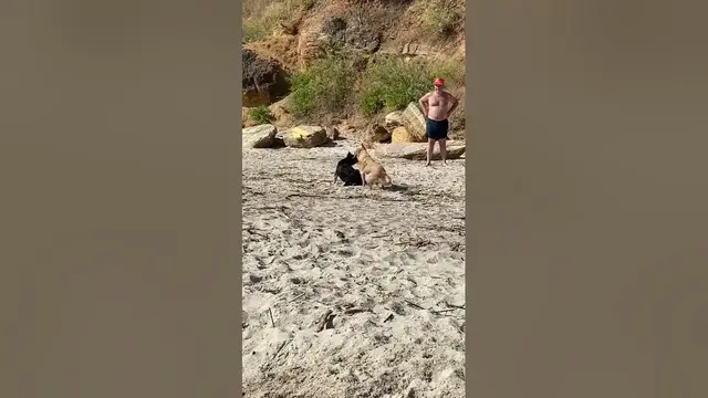 'Video thumbnail for Happy dogs😍😘🥰#shorts'