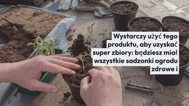 'Video thumbnail for Przekaż super zbiory, zakop je we wszystkich sadzonkach ogrodu, a zobaczysz wyniki'