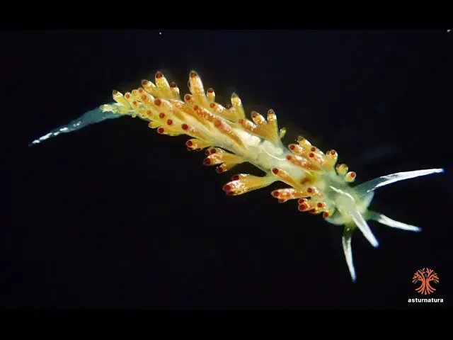'Video thumbnail for Trinchesia ocellata'