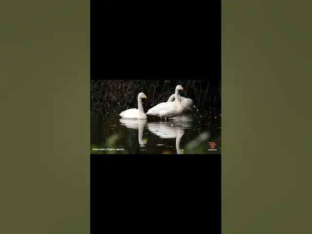 'Video thumbnail for Whooper swan / Cisne cantor #birds #birdslover #naturaleza #best #nature #swan #'