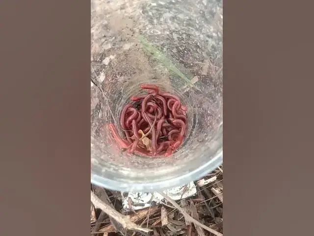 'Video thumbnail for find catch red worn in soil a lot #snail #eatfruit'