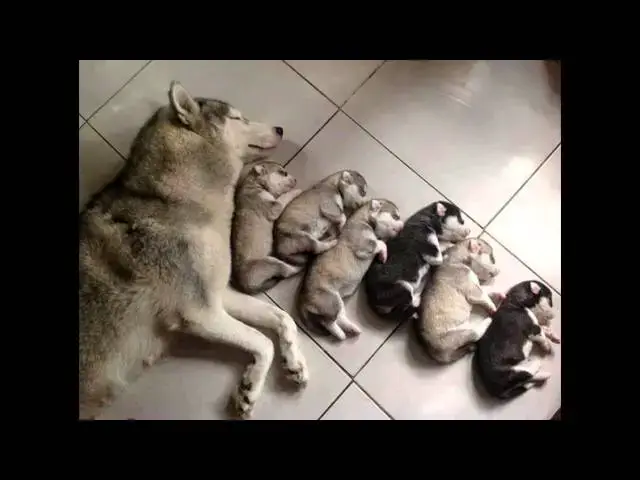 'Video thumbnail for Most Cutest Dogs in This World 2015'