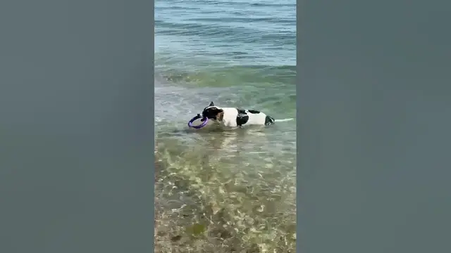 'Video thumbnail for Playing fetch🤔🤨😀#shorts'