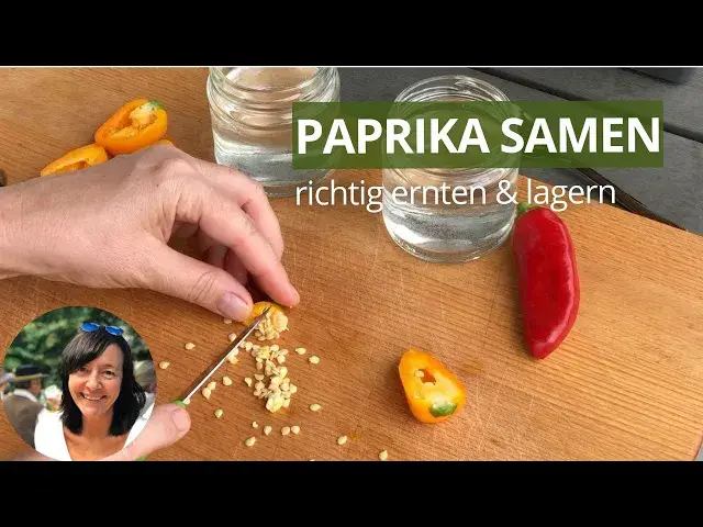 'Video thumbnail for Paprika Samen richtig ernten und lagern'