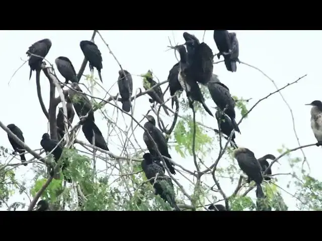 'Video thumbnail for The area of lake, black bird a lot'