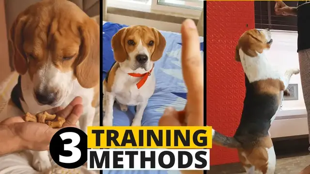 'Video thumbnail for 3 Types of Dog Training: Which Method Is Best for Your Dog?'