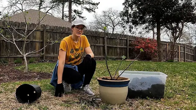 'Video thumbnail for How to Plant a Fig Tree in a Container'