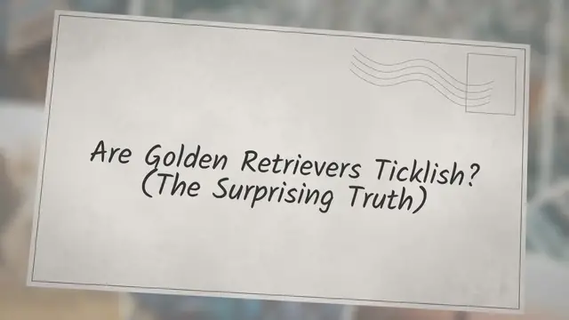 'Video thumbnail for Are Golden Retrievers Ticklish? (The Surprising Truth)'