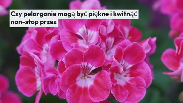 'Video thumbnail for Zrób to, a wszystkie twoje pelargonie będą kwitnąć non-stop przez ponad rok z rzędu'