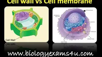 'Video thumbnail for Difference between Cell wall and Cell membrane (Cell wall vs Plasma Membrane)'