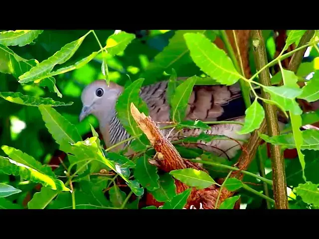 'Video thumbnail for Wild of mother dove with baby dove'