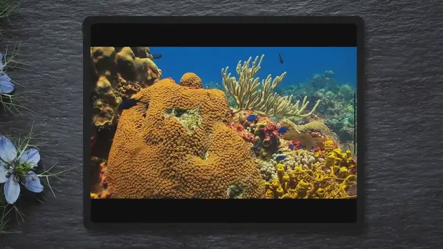'Video thumbnail for The 15 Best Tropical Fish for Beginners'