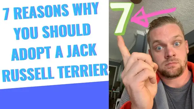 'Video thumbnail for 7 REASONS THAT YOU SHOULD BE ADOPTING A JACK RUSSELL TERRIER'