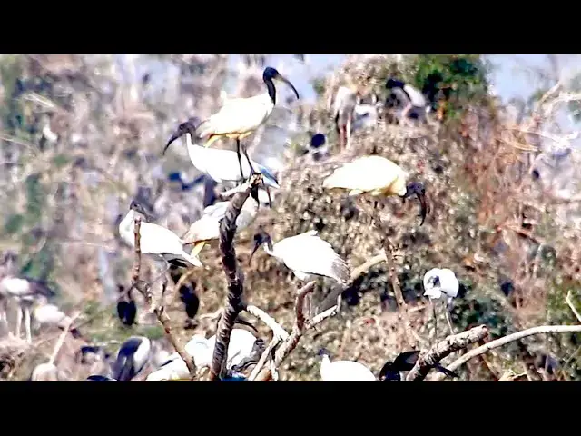 'Video thumbnail for Amazing of Lake - All nest & bird in lake at Avean lake'
